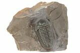 Top Quality, Struveaspis Trilobite - Jorf, Morocco #192784-3